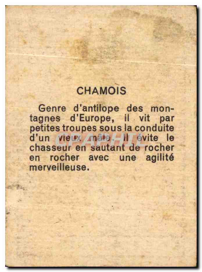Image Lechamois — Verso