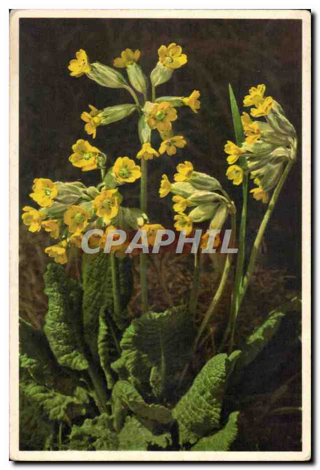 Primula veris — Édition Suisse — n° 1453