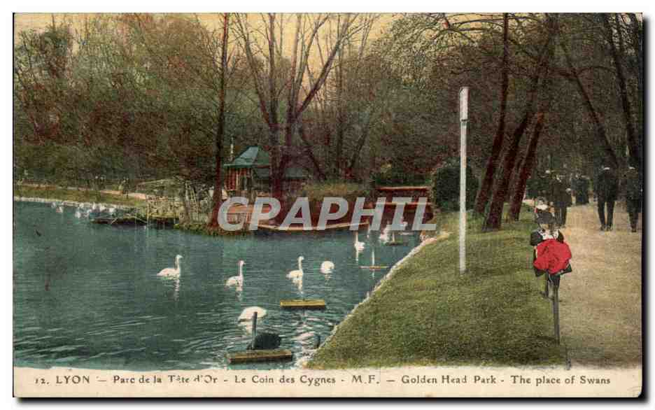 LYON - Parc de la Tête d'Or - Le Coin des Cygnes - M.F. - Golden Head Park - The place of Swans