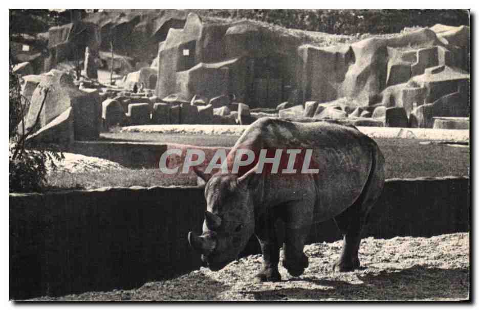 CPA Museum National D'Histoire Naturelle Parc Zoologique Paris Rhinoceros d'Afrique Zoo