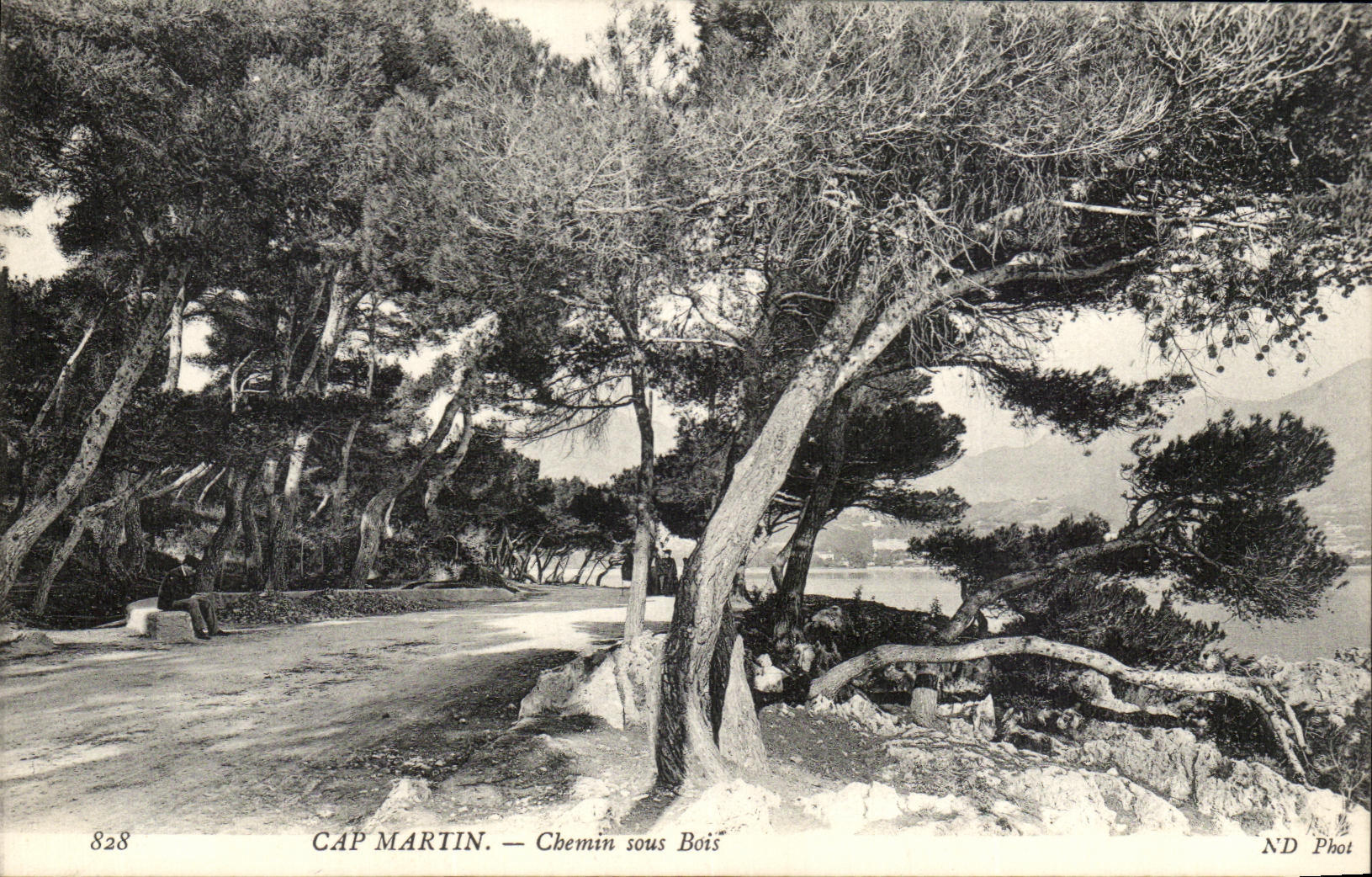 CPA Cap Martin Chemin Sous Bois