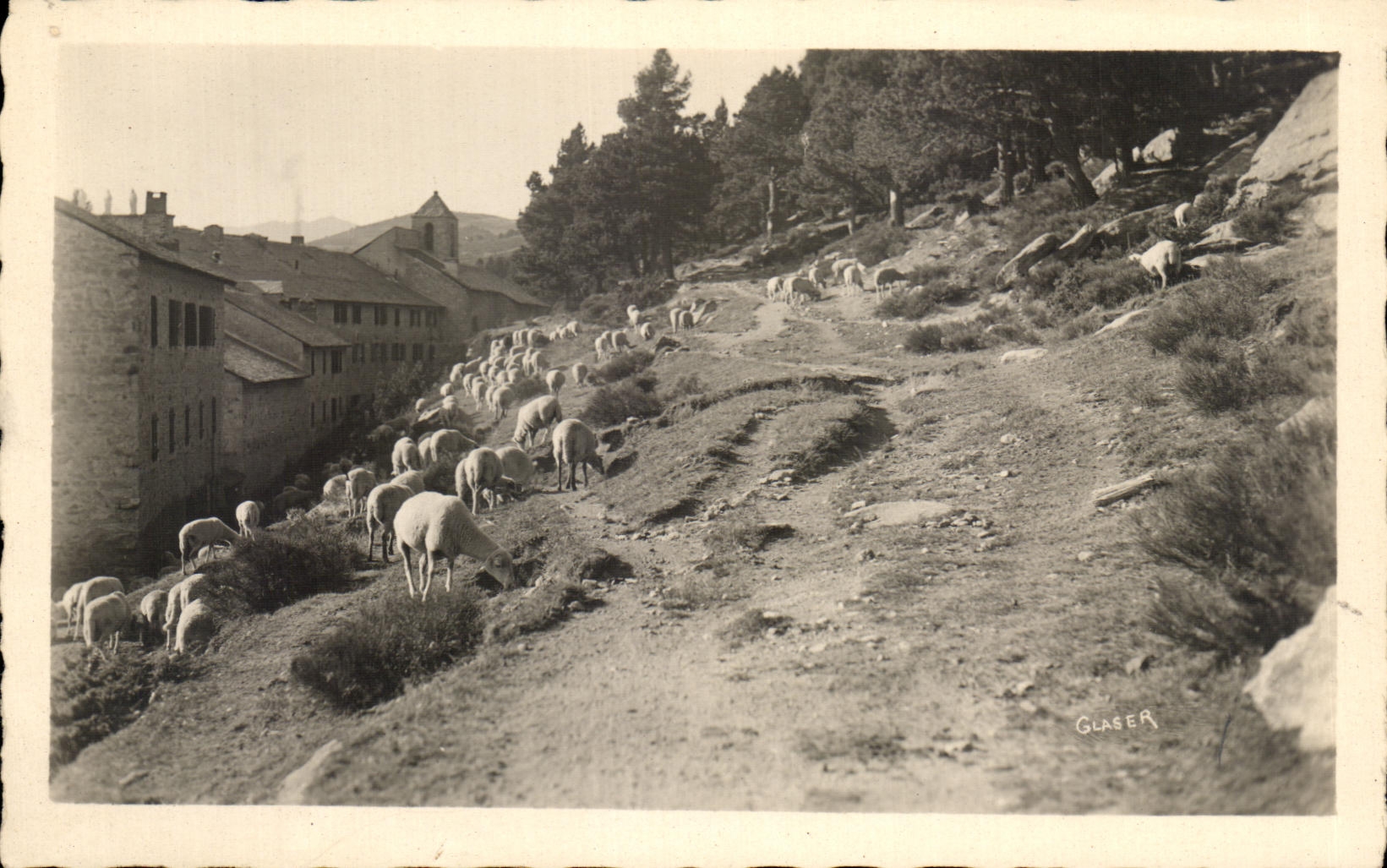 CPA Perpignan Moutons 