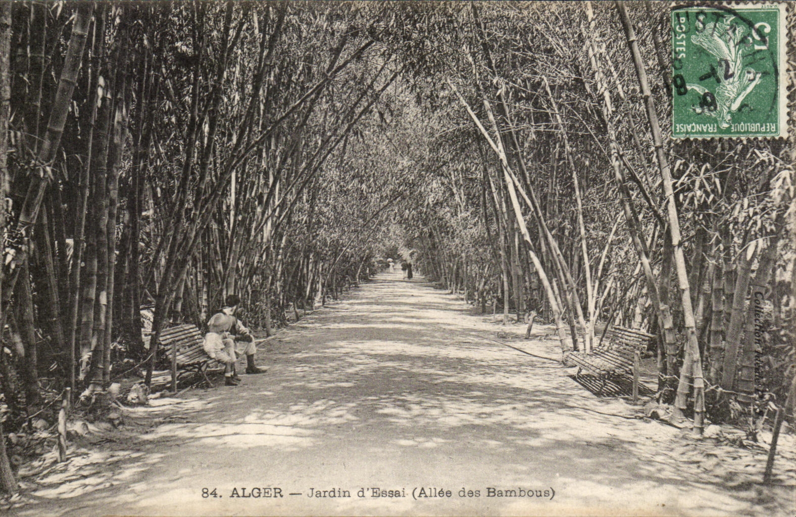 ALGER — Jardin d'Essai (Allée des Bambous) — Éditeur non identifié, n° 84