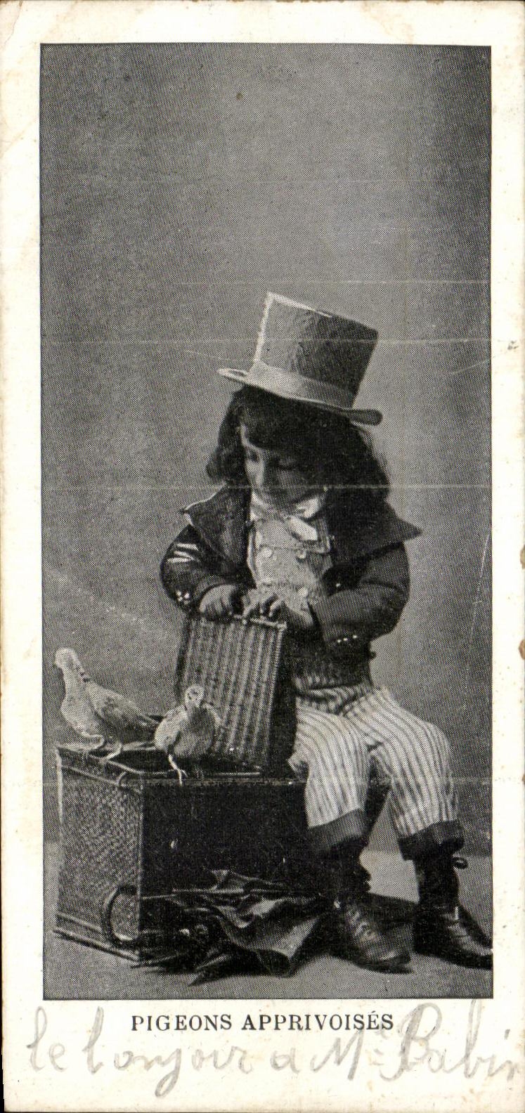 CPA Pigeons Apprivoises