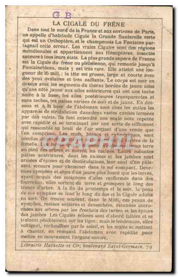 Image La cigale du frene  — Verso