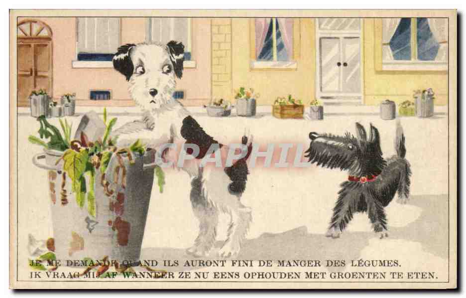 CPA Je Me Demande Ils Auront Fini De Manger Des Legumes Chiens