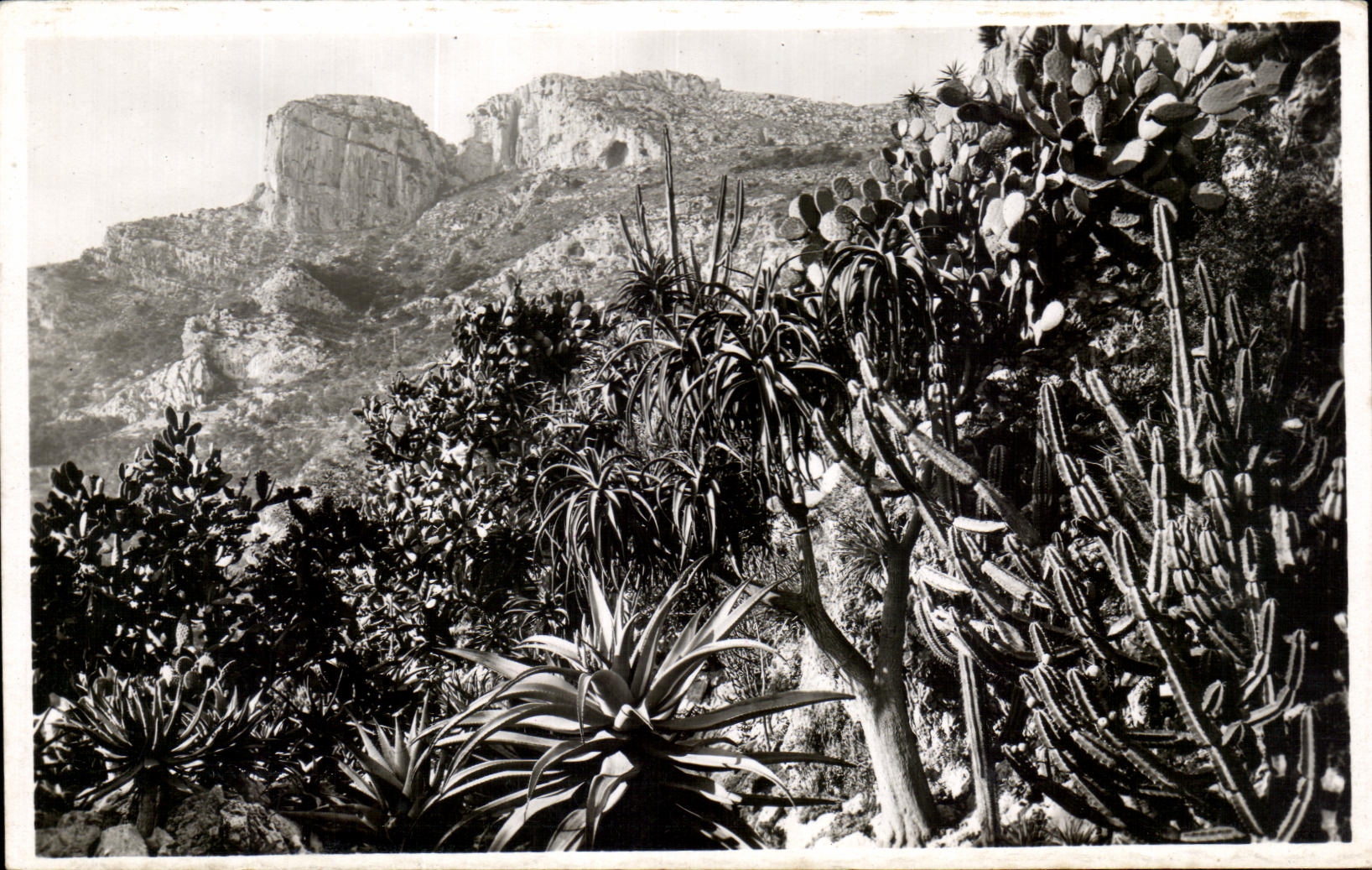 Monaco — Die Exotischen Gärten — Aloes, Cereus und Opuntia-Varianten