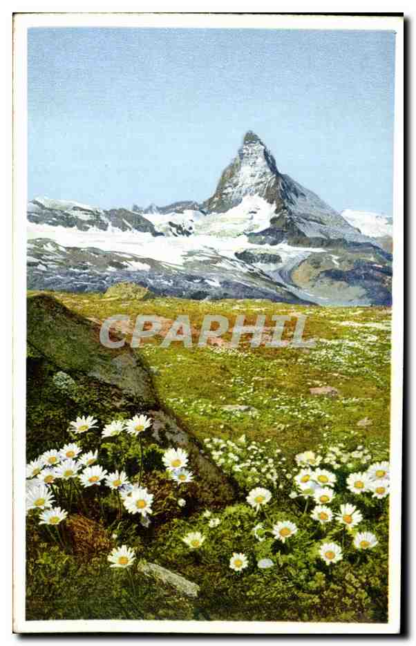 CPA Chrysanthemum alpinum Gorner Grat bei Zermatt
