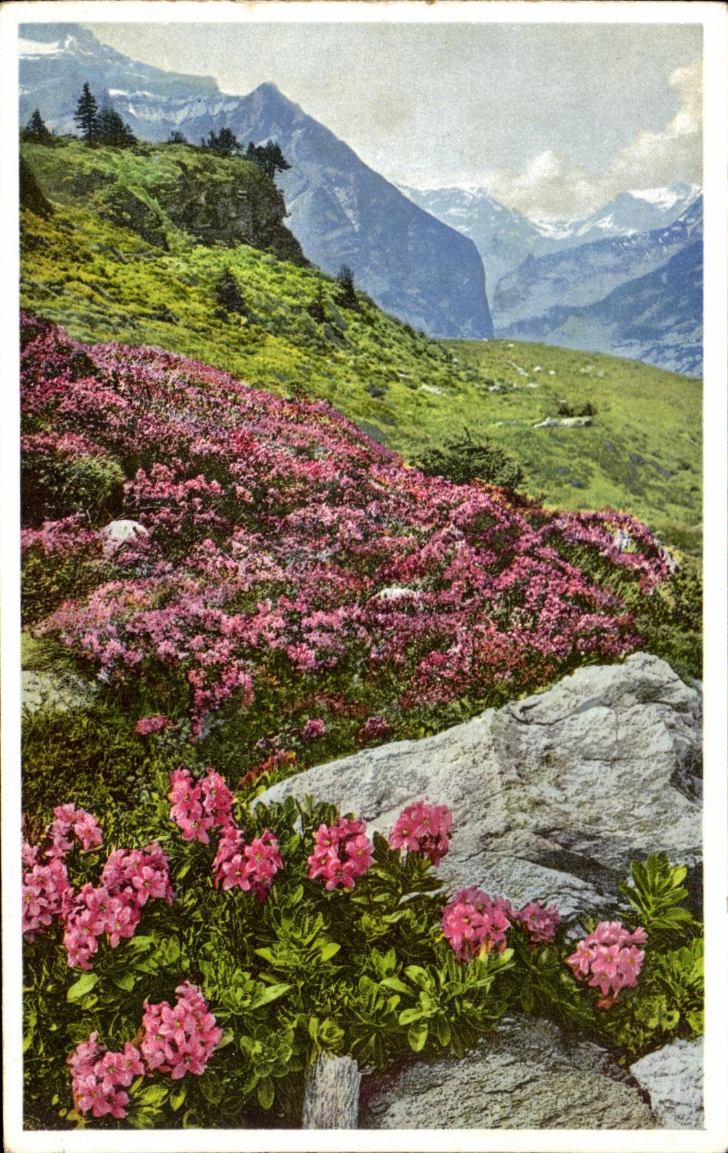 CPA Rhododendron hirsutum Wengenalp Berner Oberland
