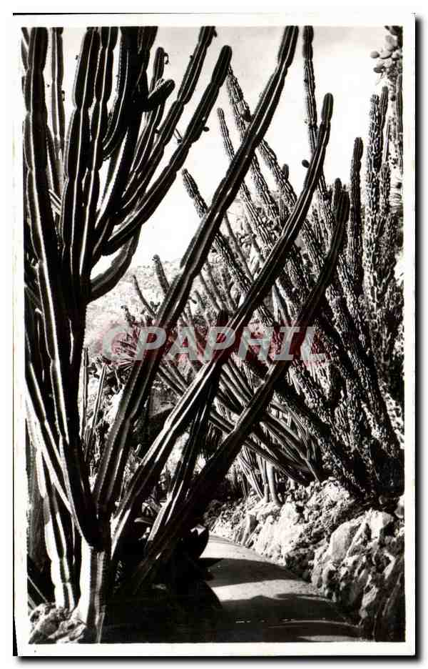 Monaco — Les Jardins Exotiques — Cereus validus, Pilocereus cometes