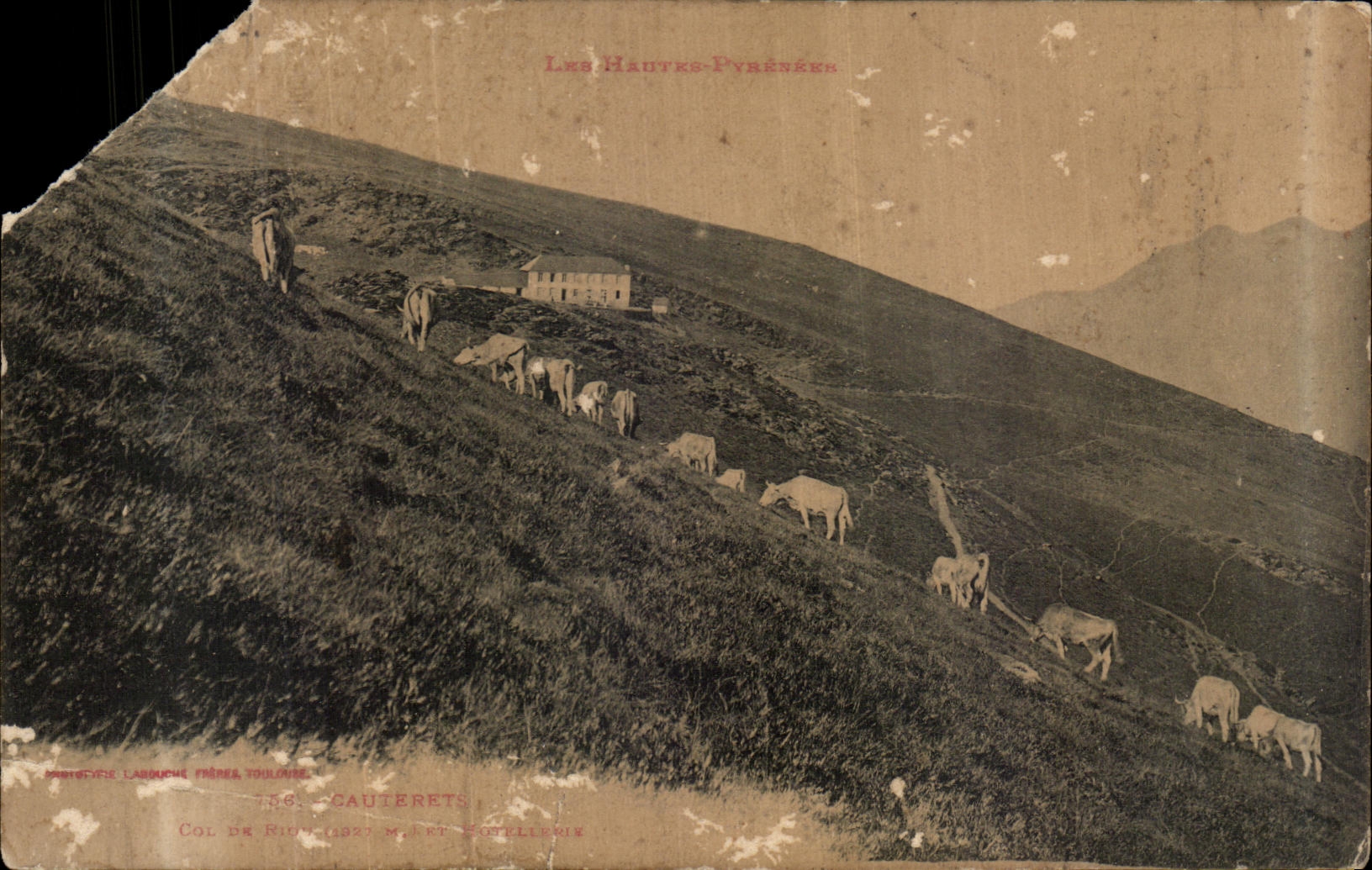 CPA Les Hautes Pyrenees Cauterets Col de Riou et hteollerie Vaches 