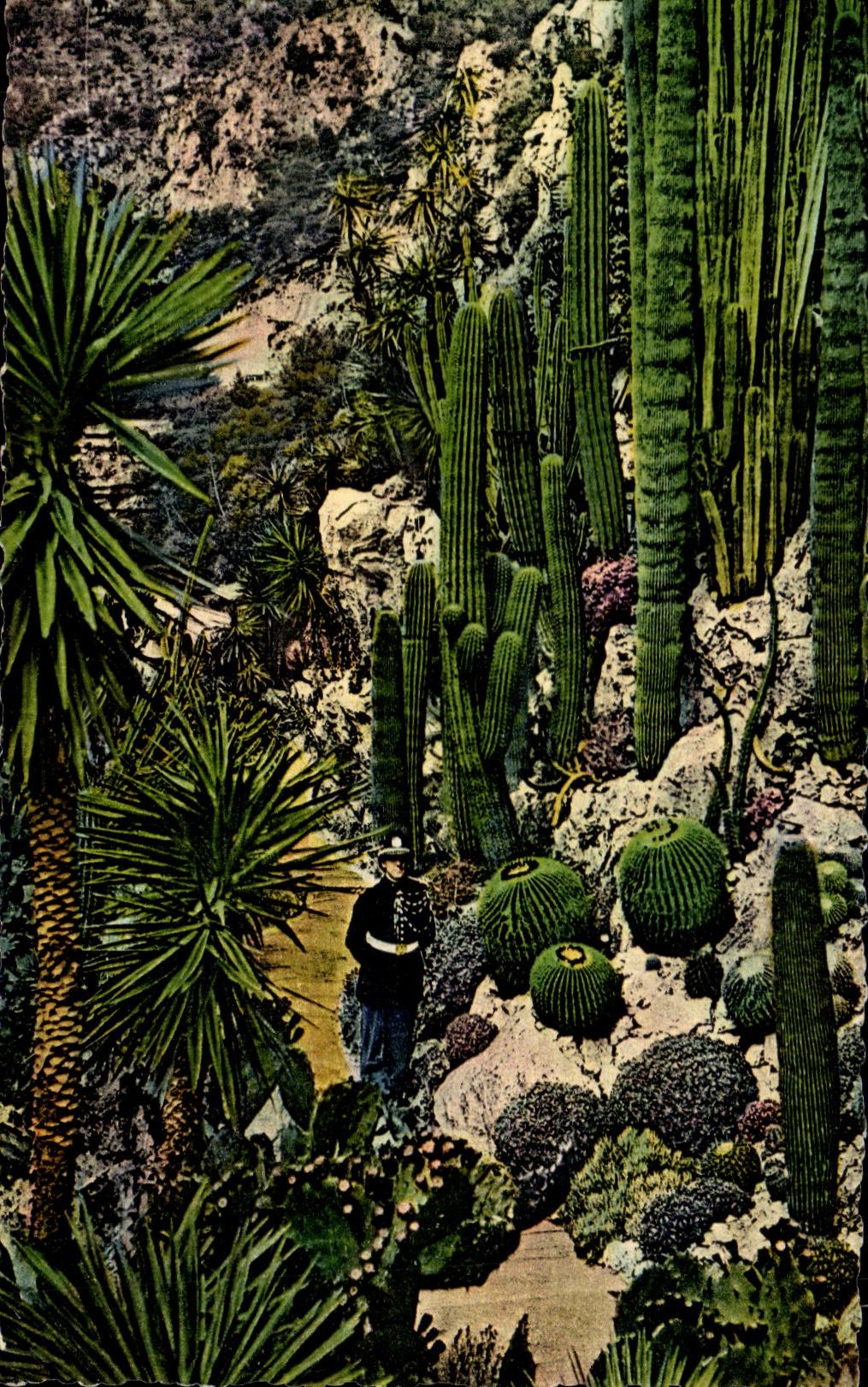 Jardin de plantes exotiques — Principauté de Monaco — Éditions A.DIVA, n° 581 D