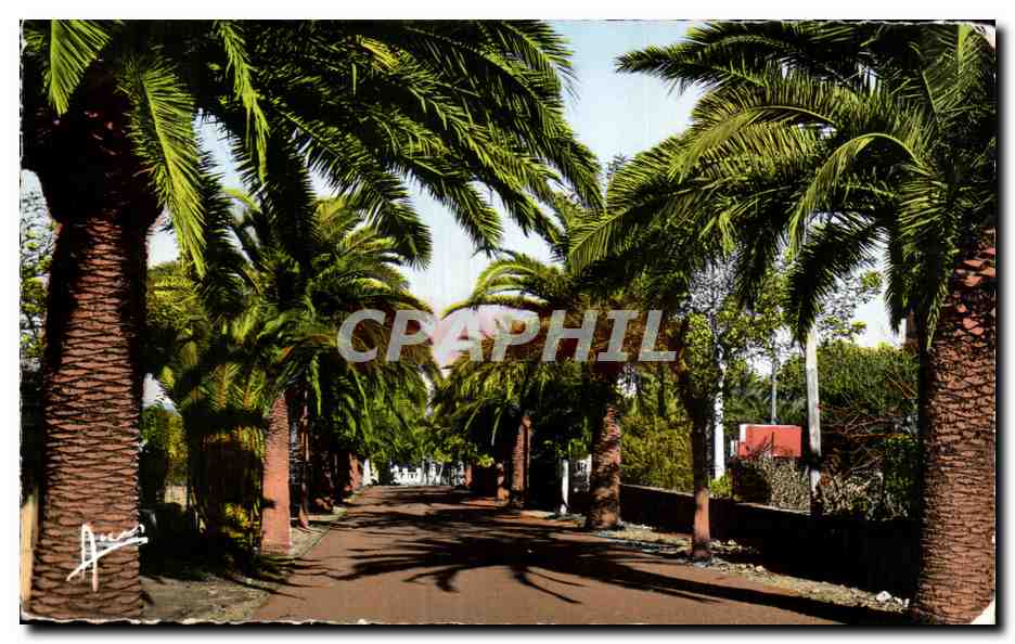 CPA Cote d'Azur Sanary Sur Mer Avenue De Port Issol