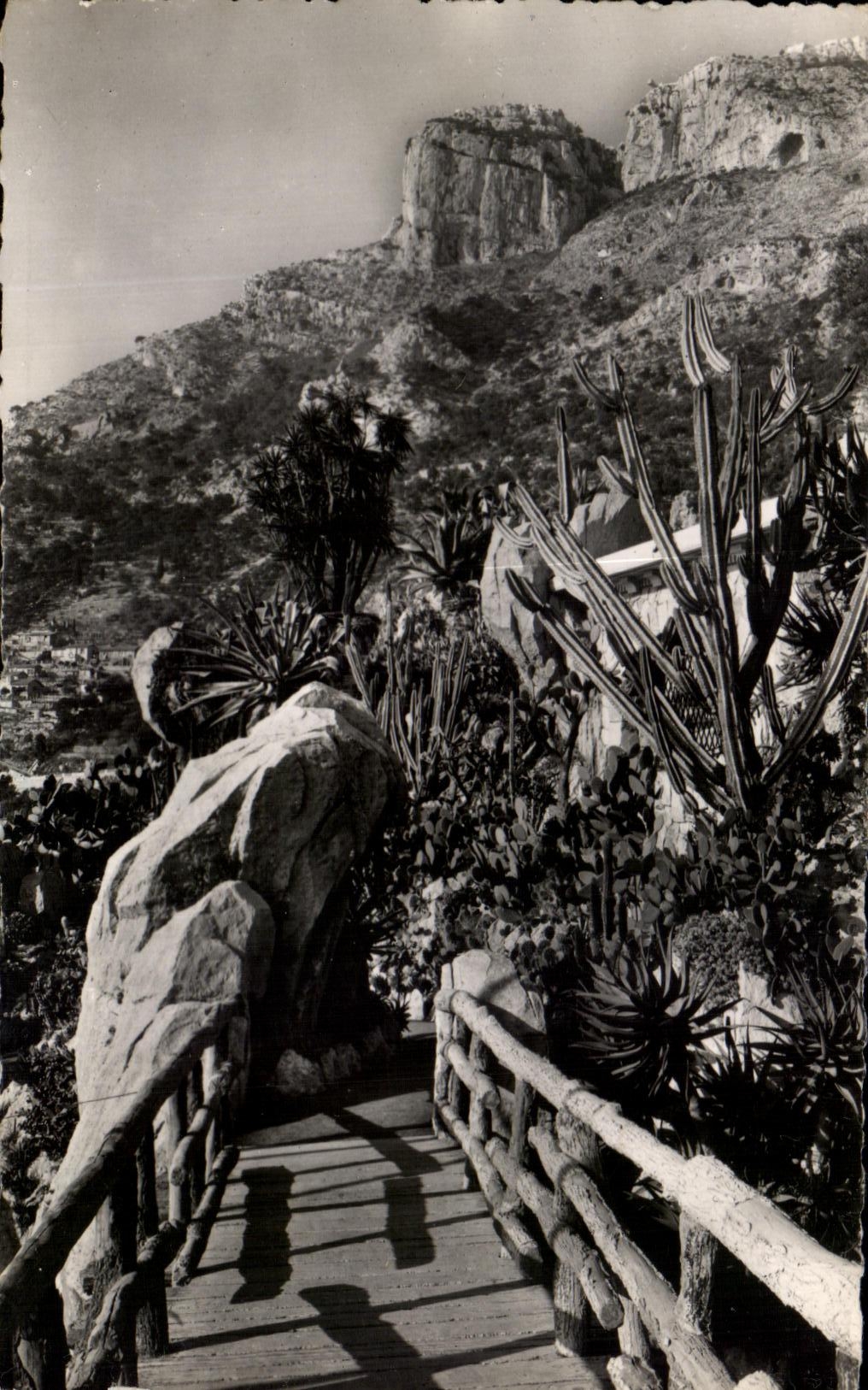 CPA Jardin Exotique De Monaco Un Coin du Jardin