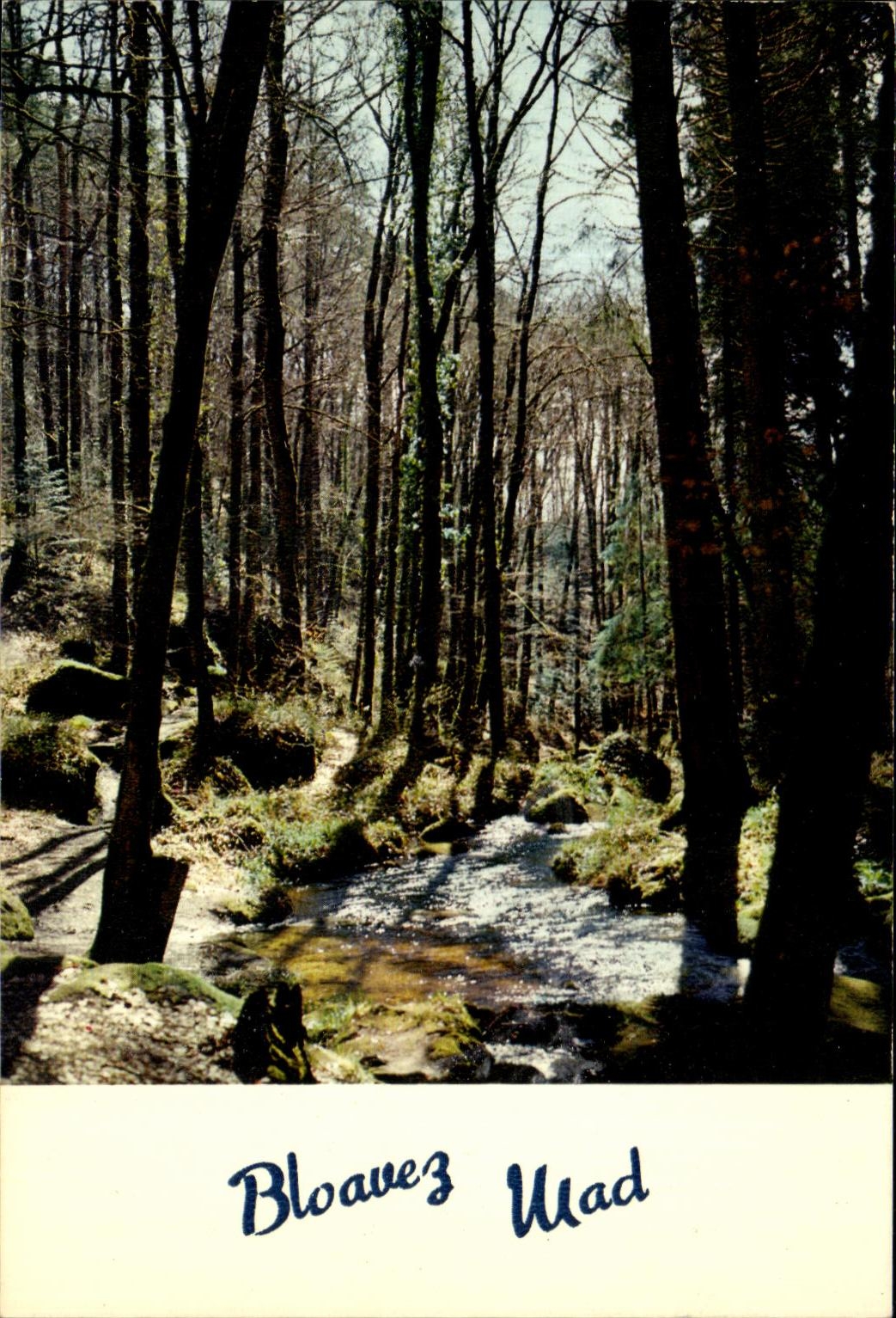 CPSM Sous bois a Huelgoat
