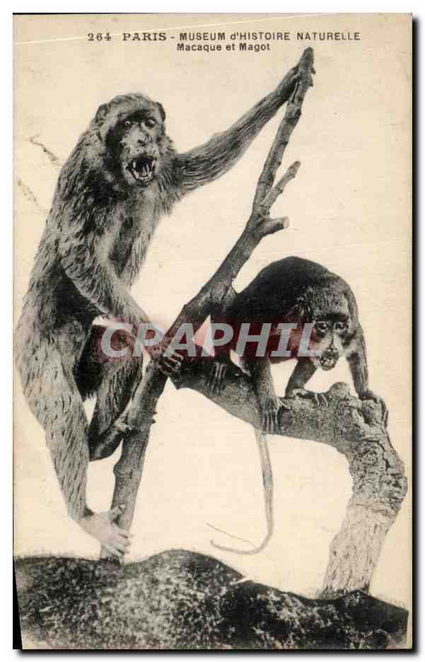 CPA Paris Museum d'Histoire Naturelle Macaque et Magot Singe 