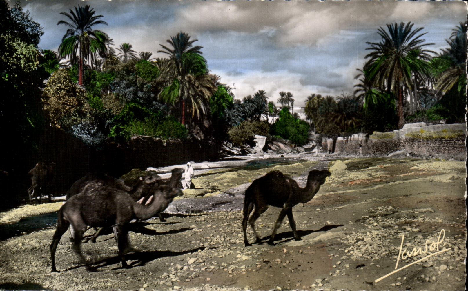 CPA Le Sud Algerien Scenes et Types Un Oued Dans le Sud Chameaux