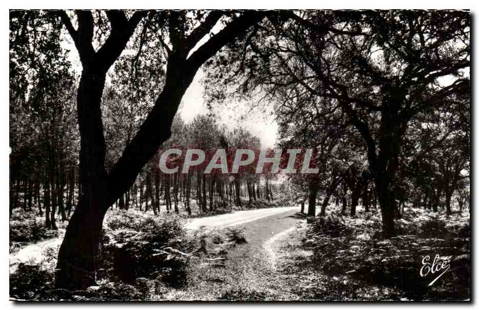 CPA La Lande Foret de Pins et de Chenes Liege