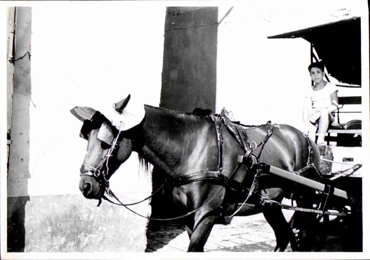 PHOTO Italie Tarente Caleche Cheval 