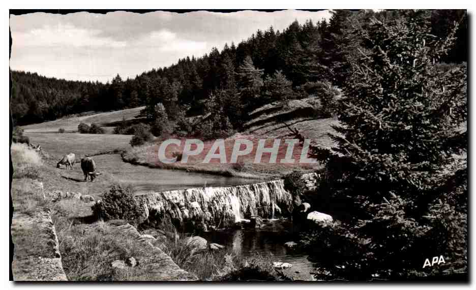 CPA Massif De L'Aigoual Paturage Dans La Paisible Vallee Du Trevezel Sur La Route De Meyruels 