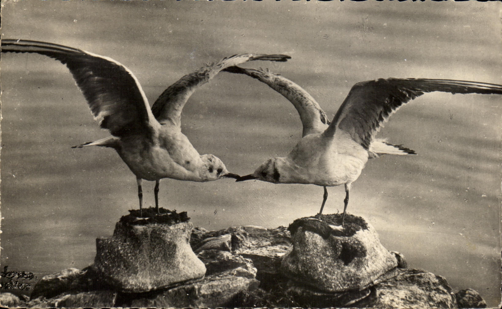 Deux mouettes en vol — Les mouettes — Les Editions J. Celiard