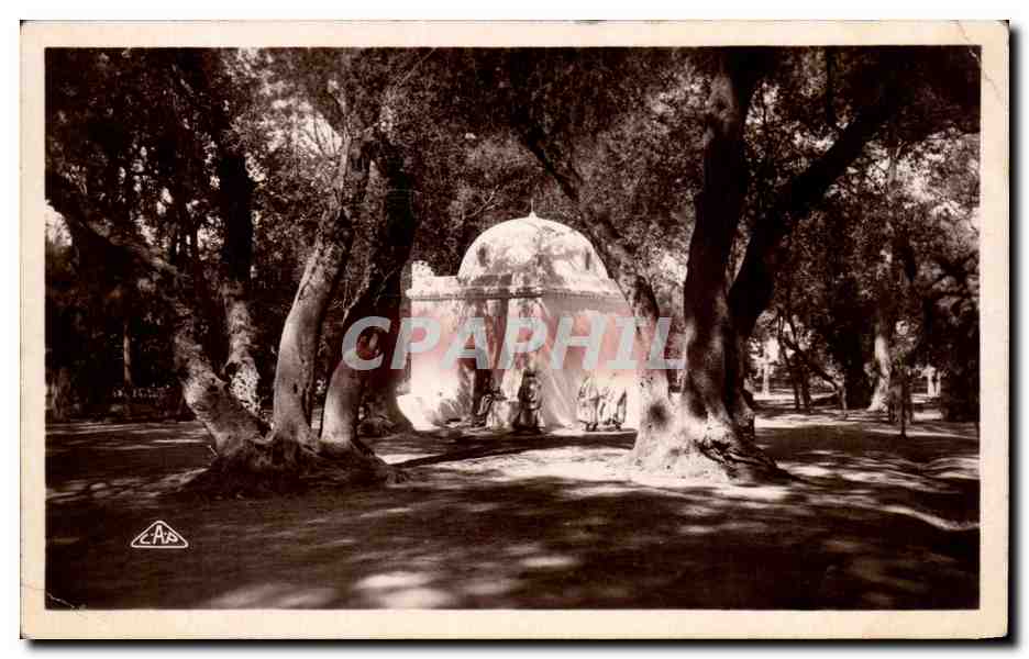 CPA Blida Marabout au Boi Sacre Algerie