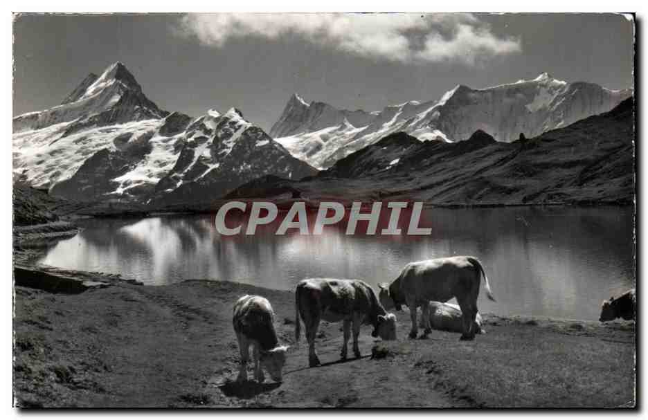 CPA Grindelwald Bachsee Am Faulhorn Suisse Vaches