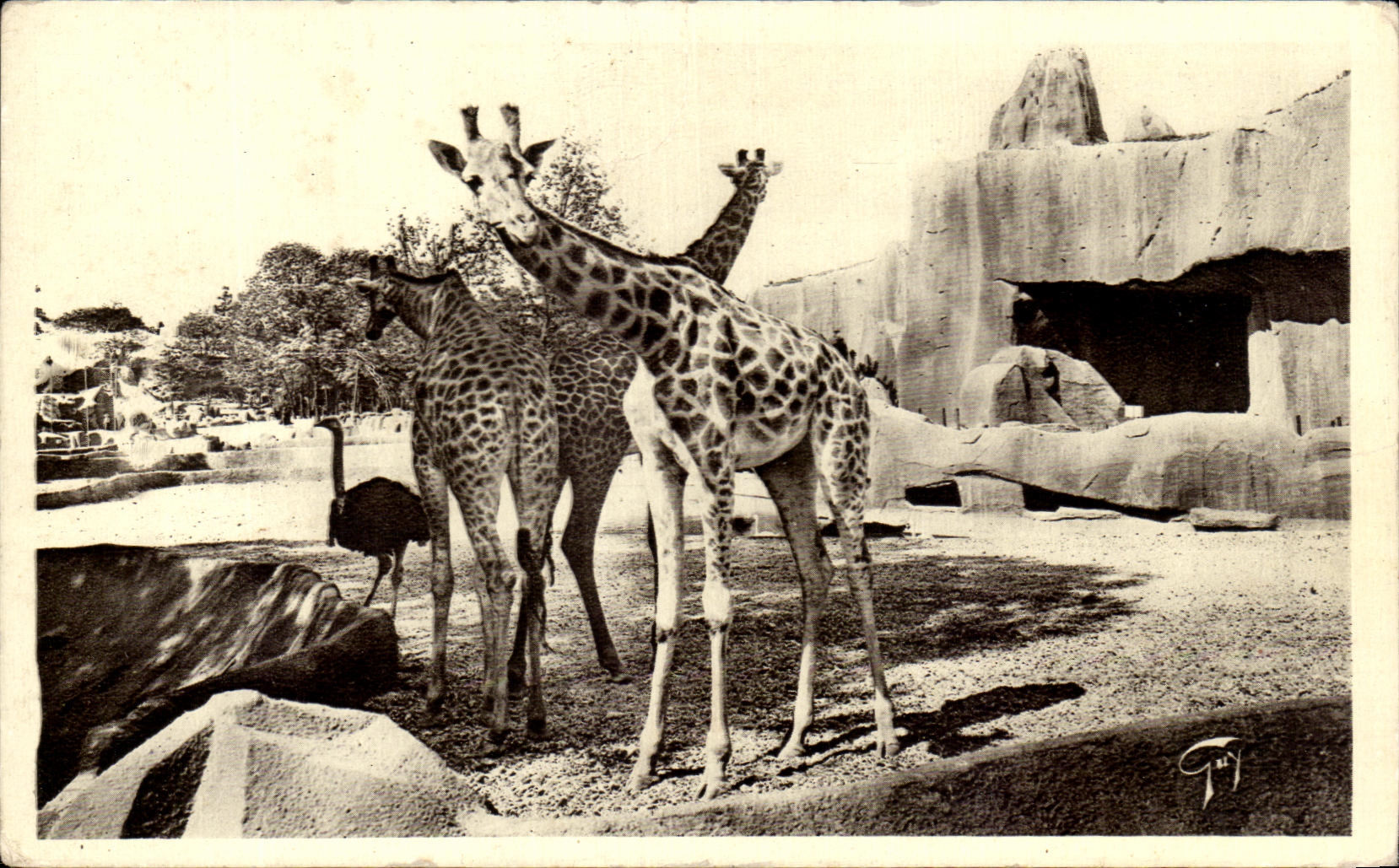 CPA Paris Jardin Zoologique de Vincennes Giraffes et Autruches