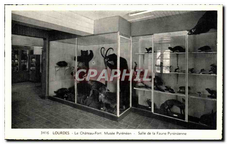 CPA Lourdes Le Chateau Fort Musee Pyreneen Salle De La Faune Pyreneenne Ours Renard 