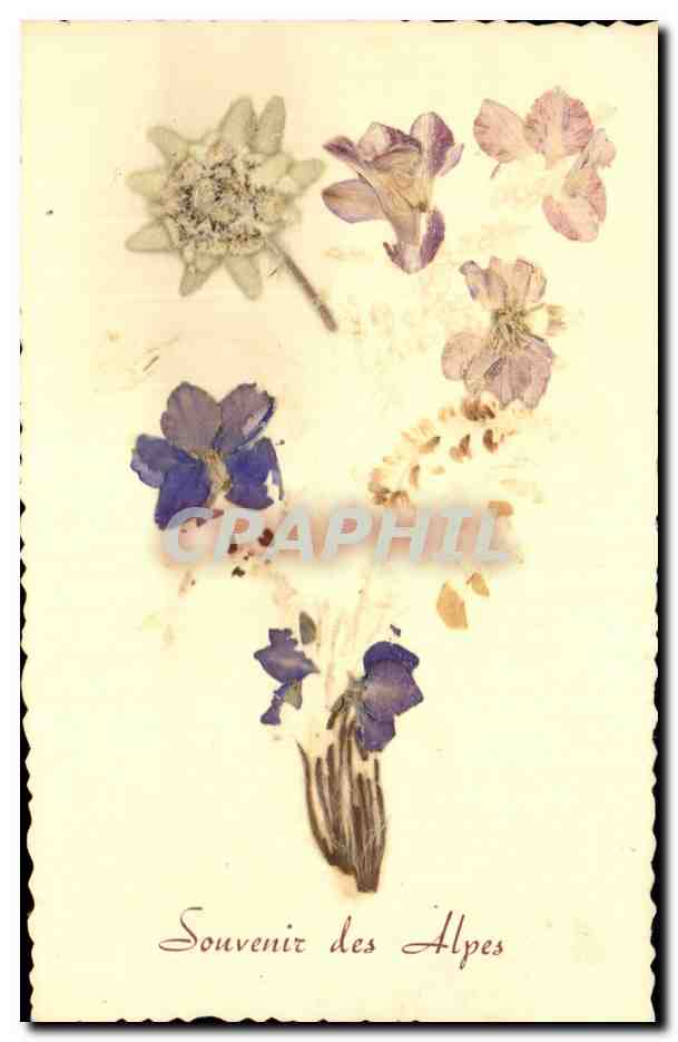 CPA Fantaisie Souvenir des Alpes Fleurs sechees
