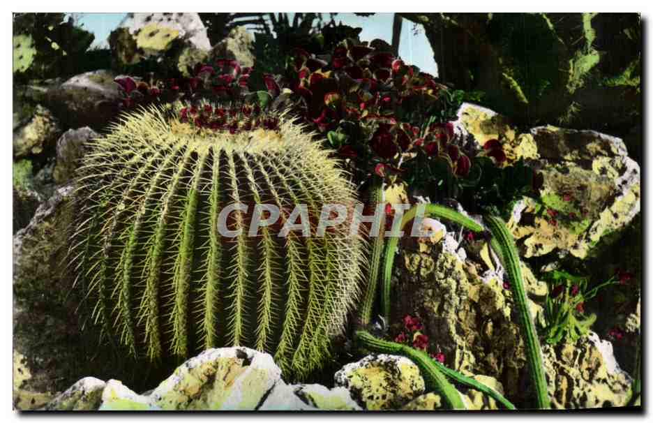 CPA Jardin Exotique de Monaco Cereus serpentinus et Opuntia robusta cactus