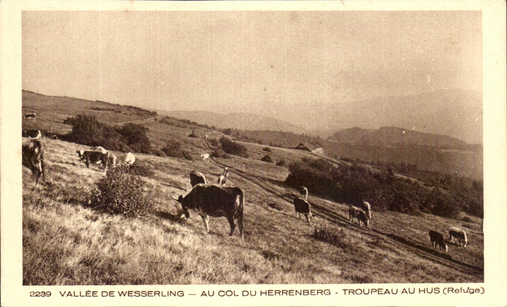 Vallée de Wesserling — Au col du Herrenberg — Troupeau au Hus (Refuge)