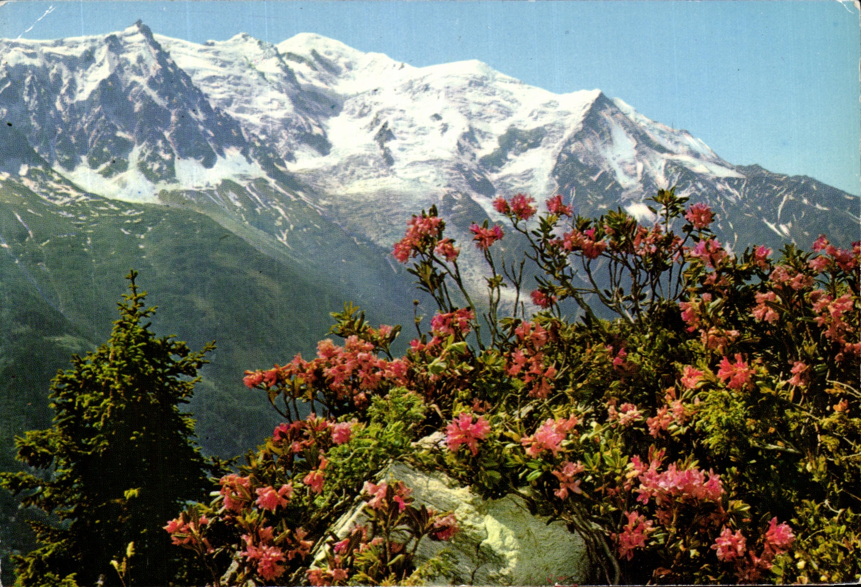 Massif de l'Aiguille du Midi et Mont Blanc — Fleurs de Rhododendrons — G. Rossal-Mignot, Annecy