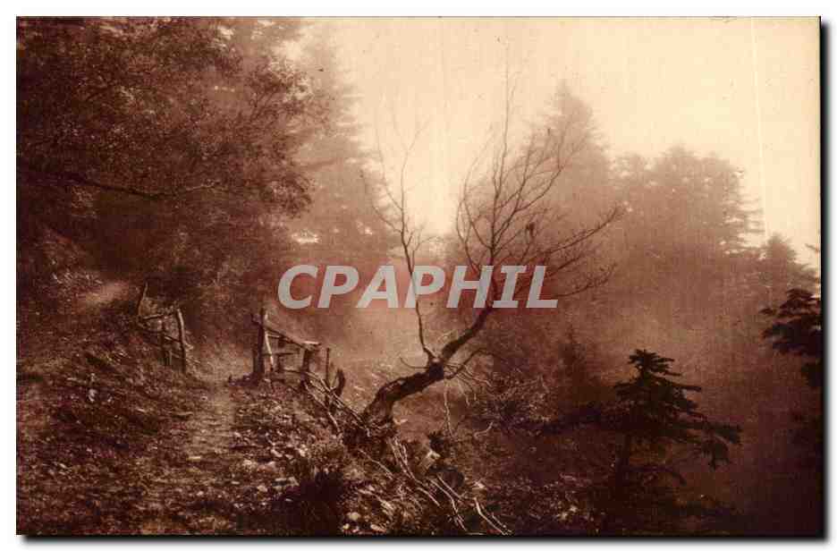 Sentier de montagne — forêt de Superbagnères — Édition Jové, Pau (B.P.)