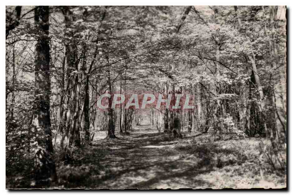Forêt d'Halatte — Chemin sous bois — Villeneuve-sous-Verberie, éditeur R.A.M. n°30