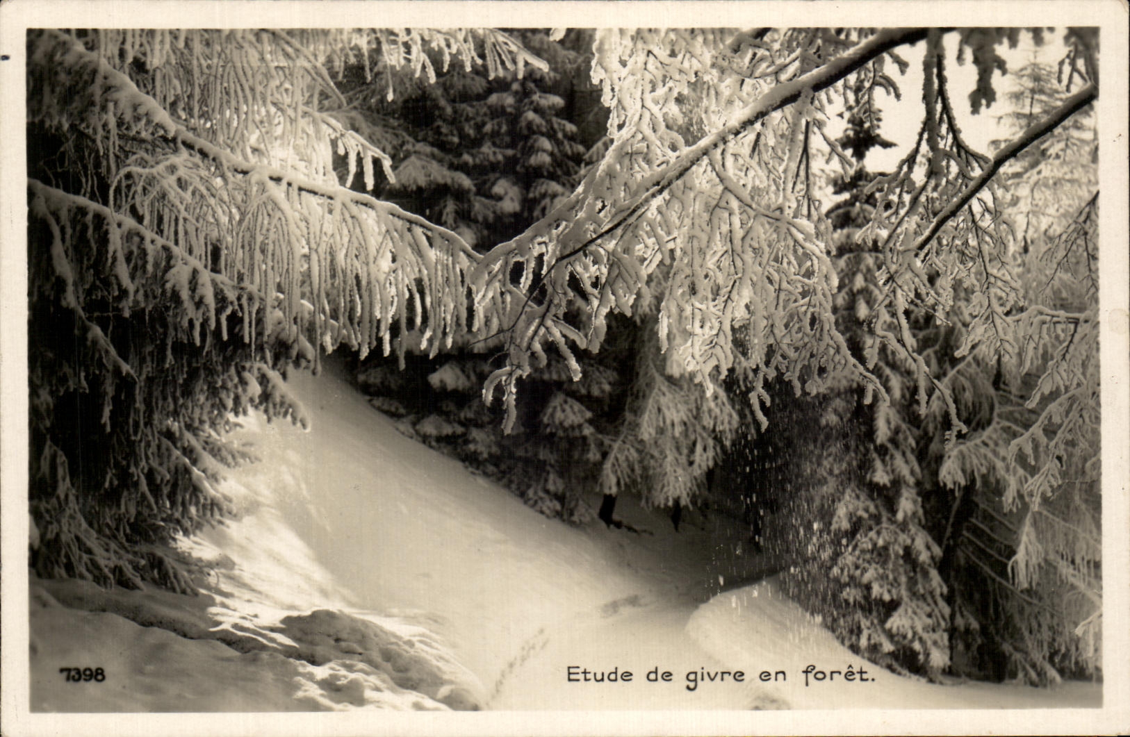 CPA Etude de Givre en Foret