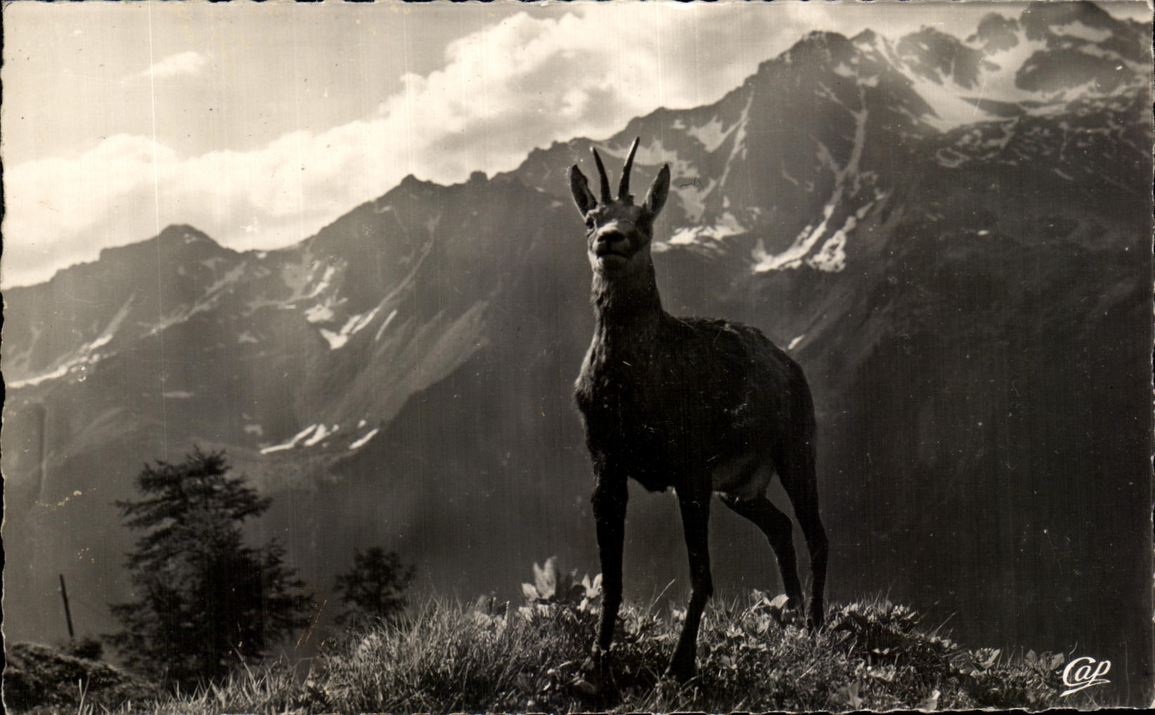 CPSM Vallee De Chamonix Un Chamois