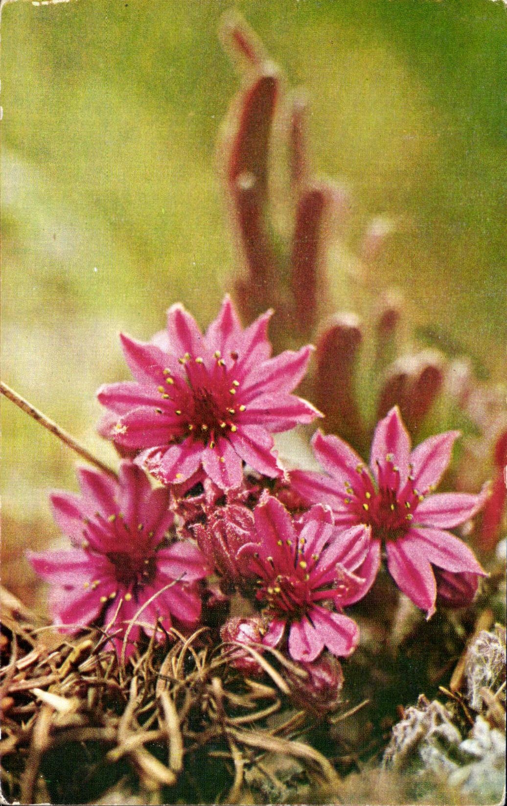 CPM Fleurs Des Alpes Vloo Currivand