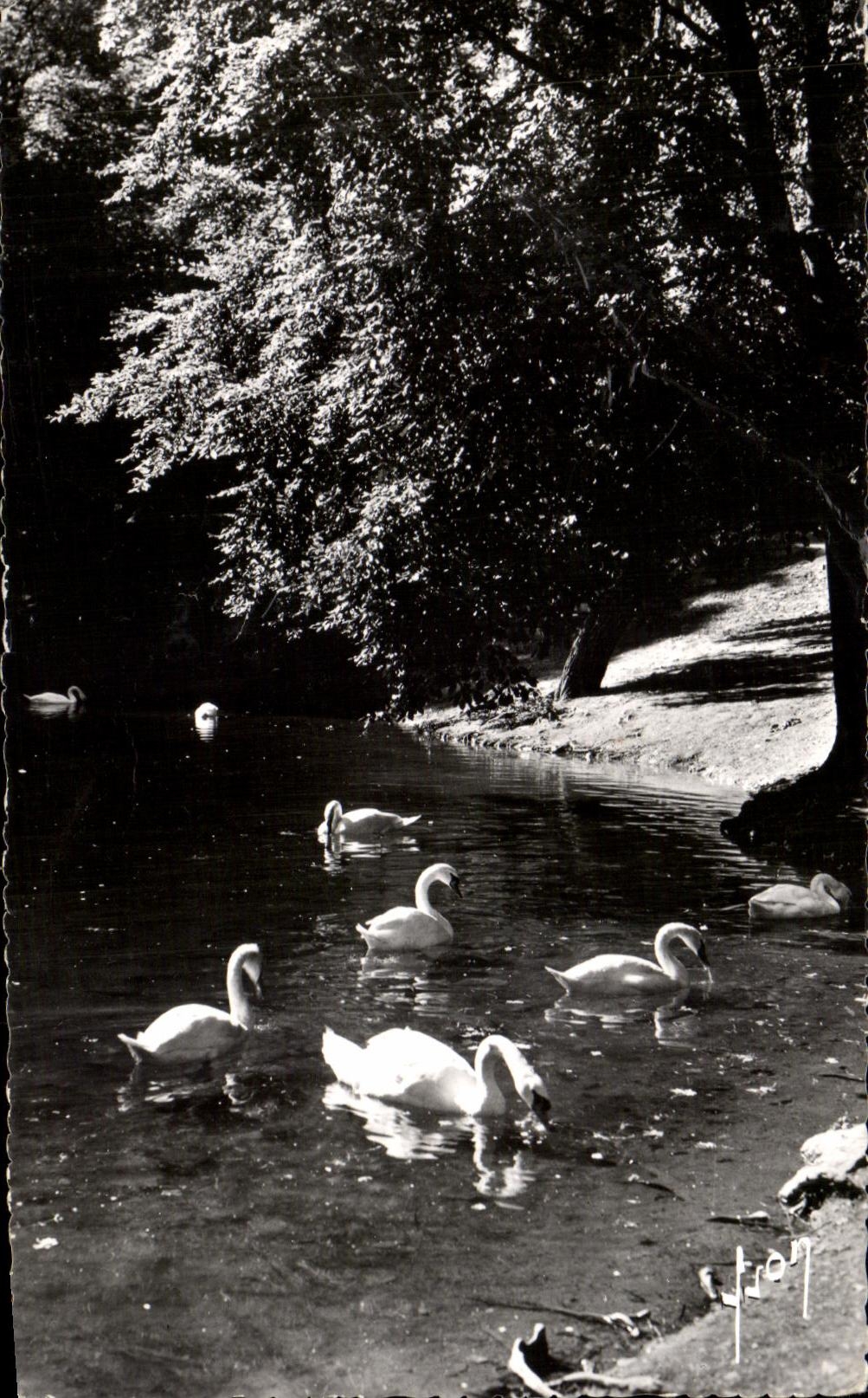 Lac des Quinconces et les Cygnes — Luchon (Haute-Garonne) — Photographie Véritable, rue Martel, Paris