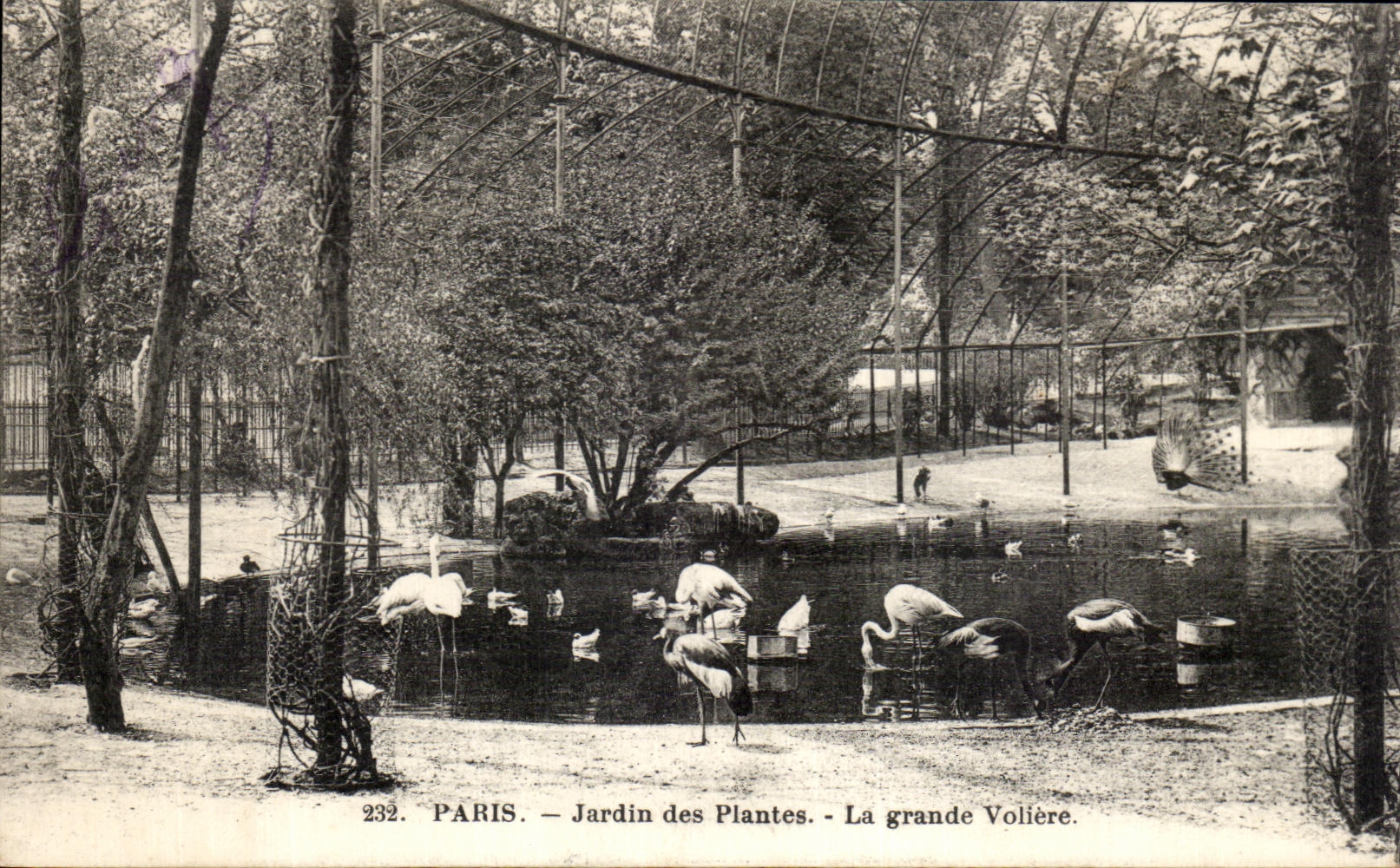 CPA Paris Jardin des Plantes La Grande Voliere