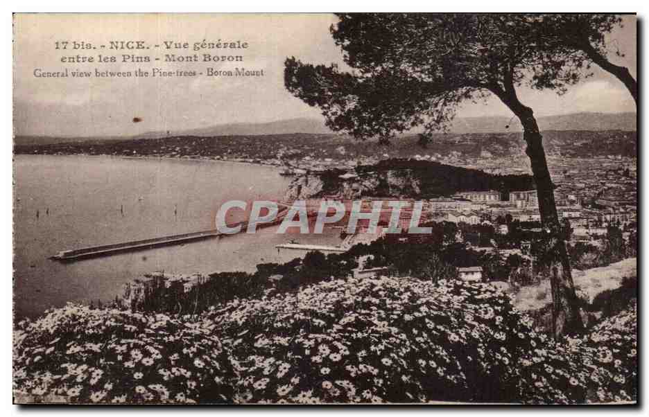 CPA Nice Vue Generale entre les Pins Mont Boron