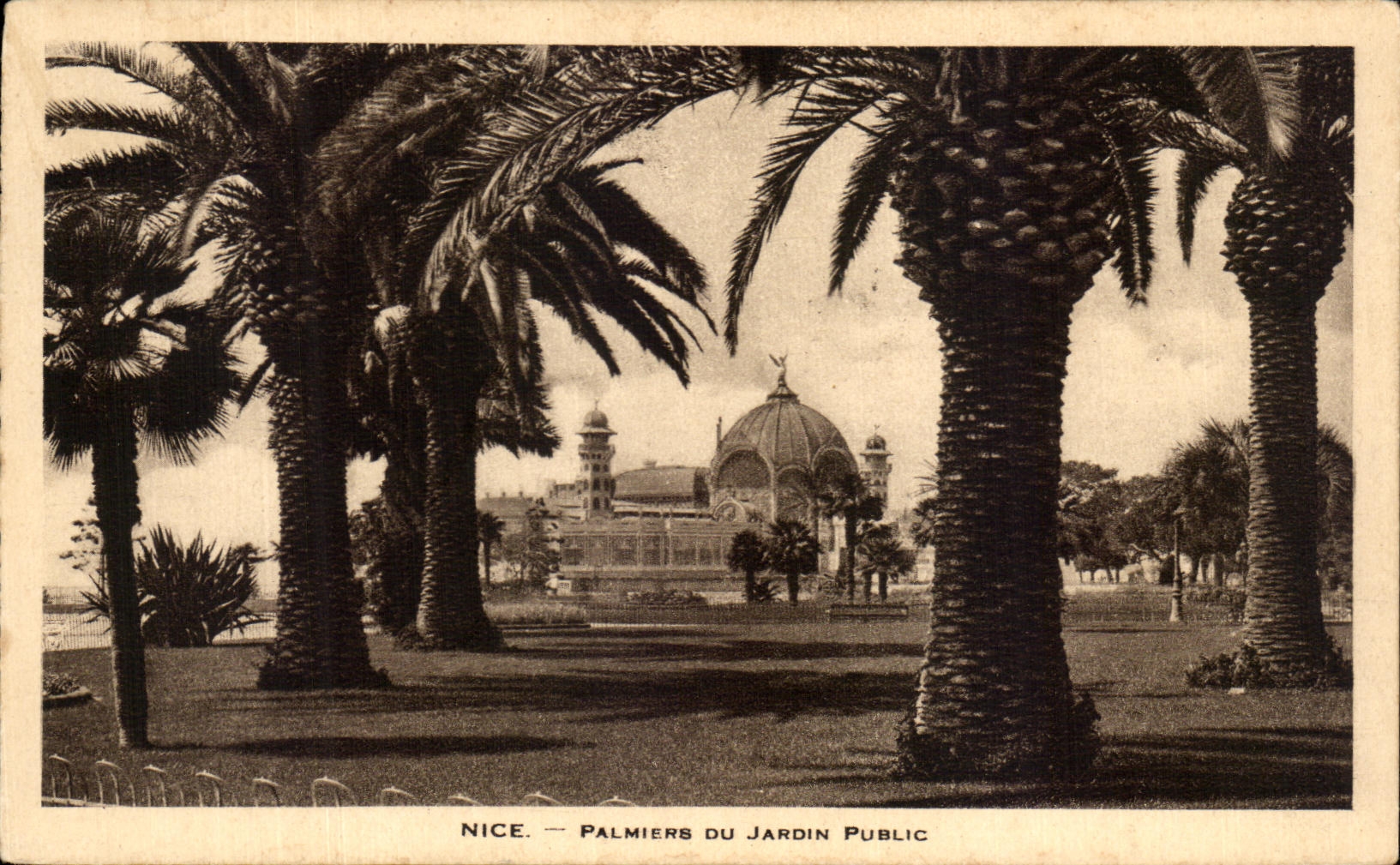 CPA Nice Palmiers Du Jardin Public