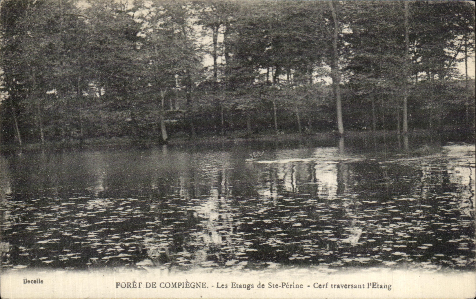 CPA Foret De Compiegne Les Etangs De Ste Perine Cerf Traversant L'Etang