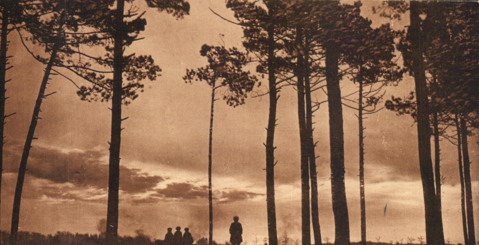 Les Pins — Landes de Gascogne — Phototypie Marcel Delboy, 33, rue de la Roussette, Bordeaux