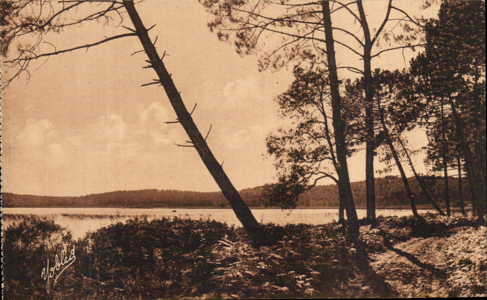 L'Élang Blanc — Dans les Landes de Gascogne — Phototypie Marcel Delboy, Bordeaux