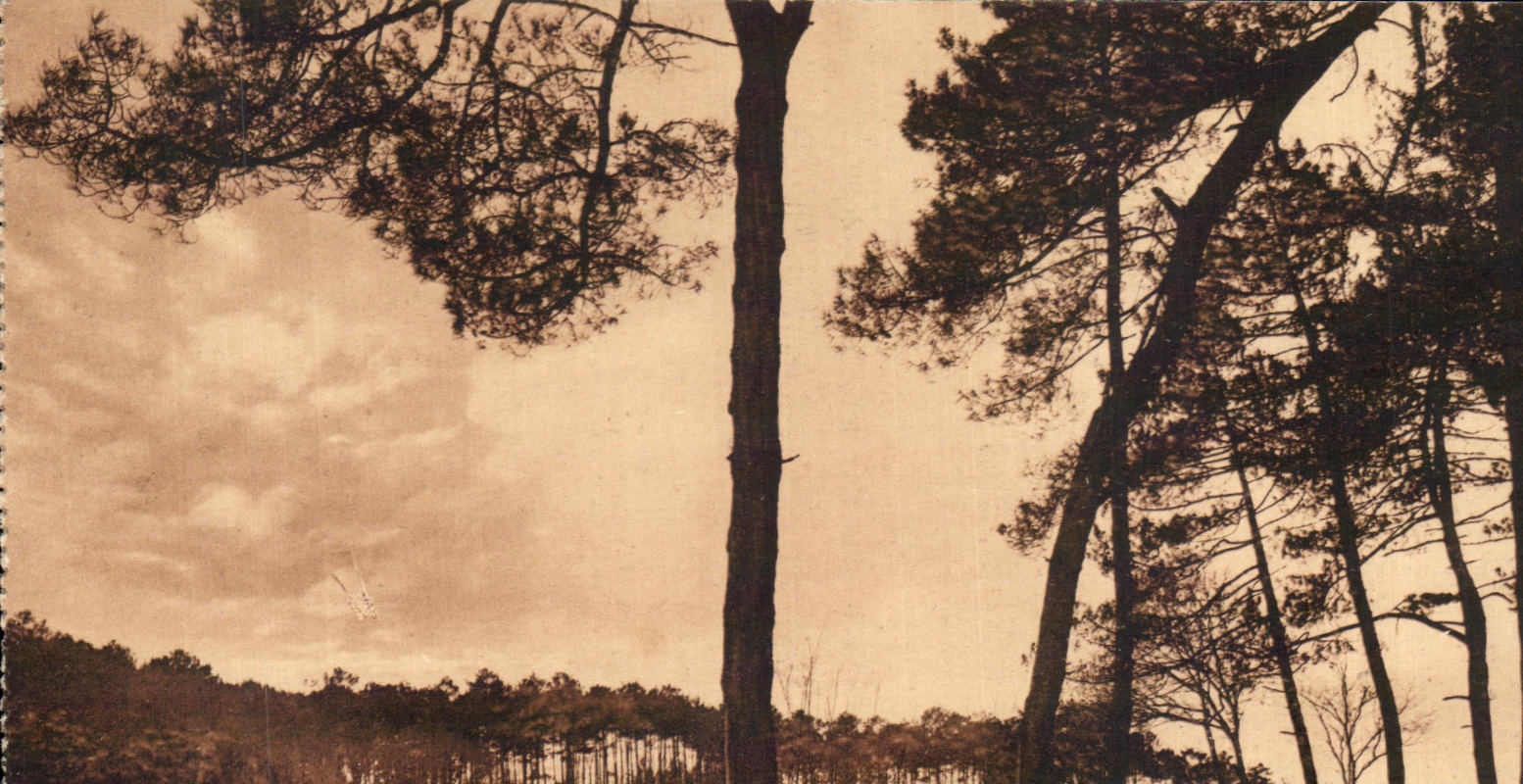 Les Pins — Dans les Landes de Gascogne — Phototypie Marcel Debroy, 39, rue de la Rousselle, Bordeaux
