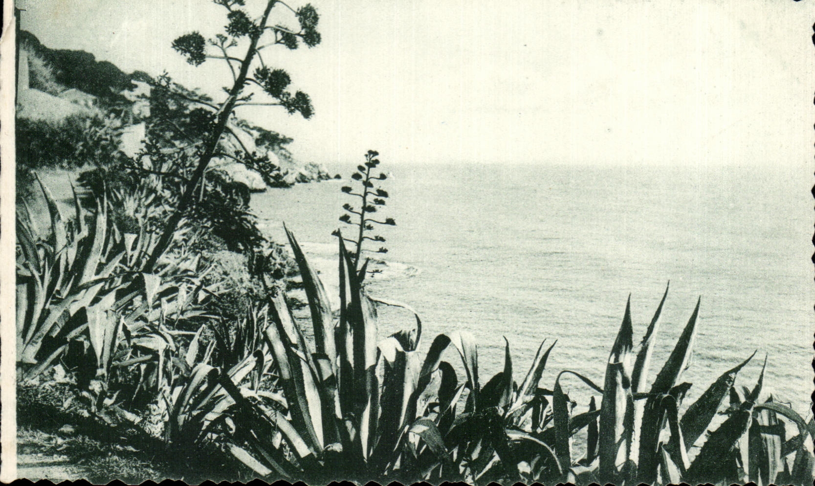 CPA Principaute De Monaco Ses Bords de Mer