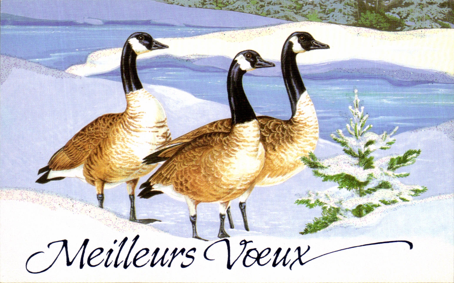 CPM Meilleurs Voeux canards oies sauvages