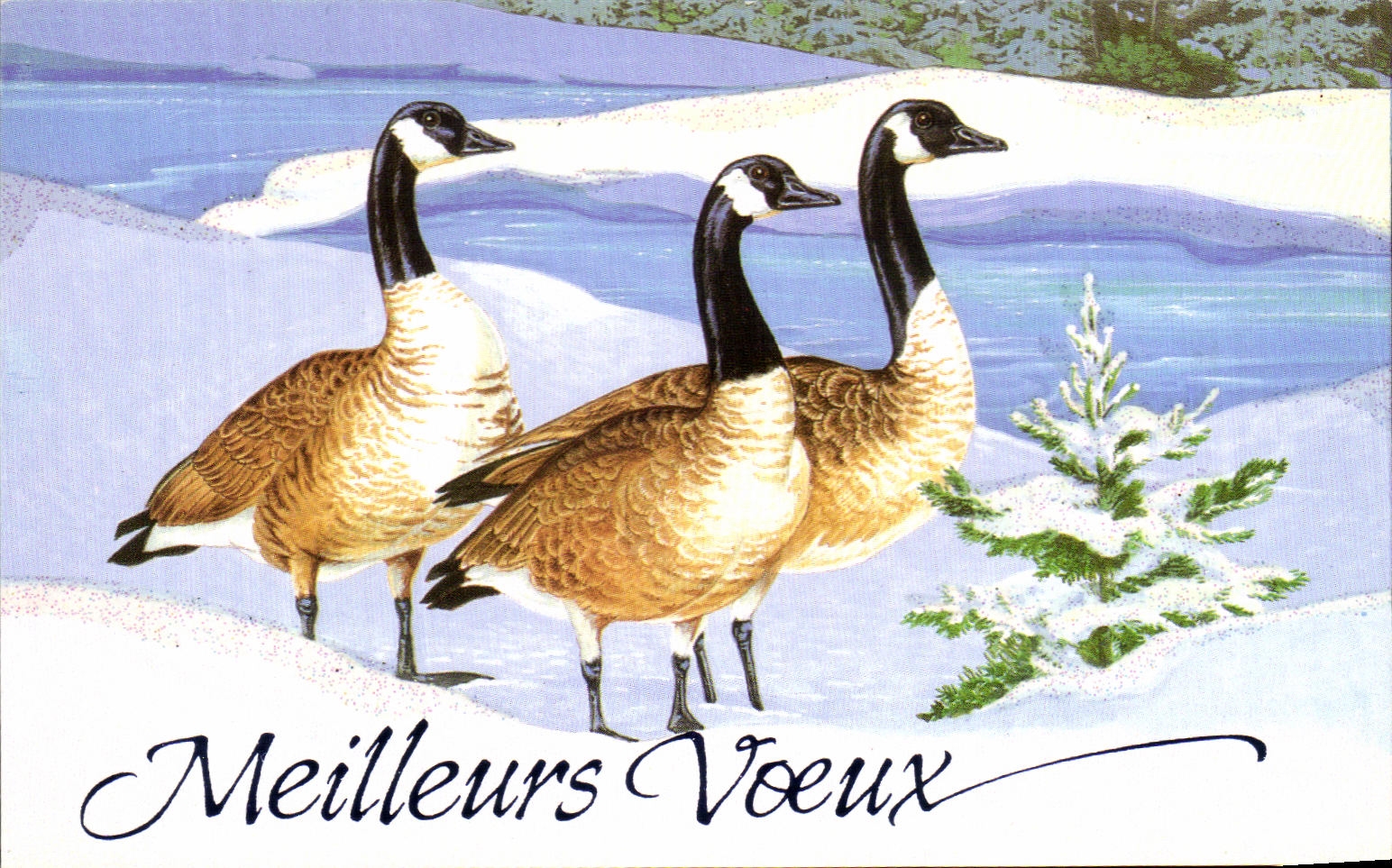 CPM Meilleurs Voeux Canards Oies sauvages oiseaux