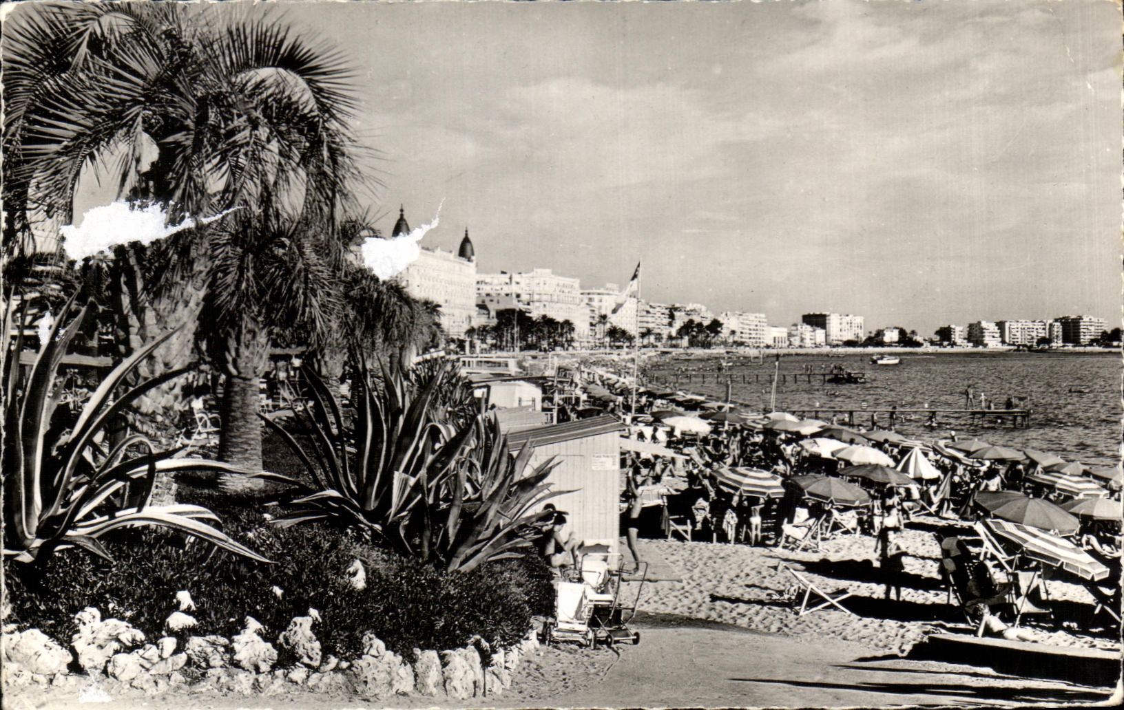 CPA Cannes Un Coin des Jardins et la Place la Croisette